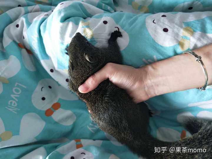 走不稳路的鼠宝宝 从最开始窝在手里睡觉的小宝宝 大到已经一只手抓不