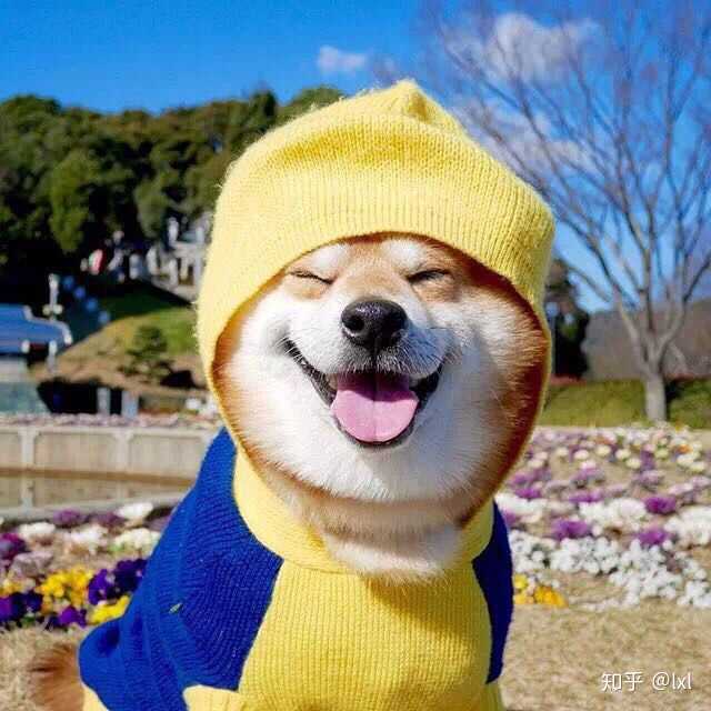 有没有一些柴犬或二哈超可爱的壁纸或头像?