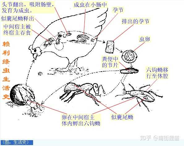 (猪绦虫生活史)↓