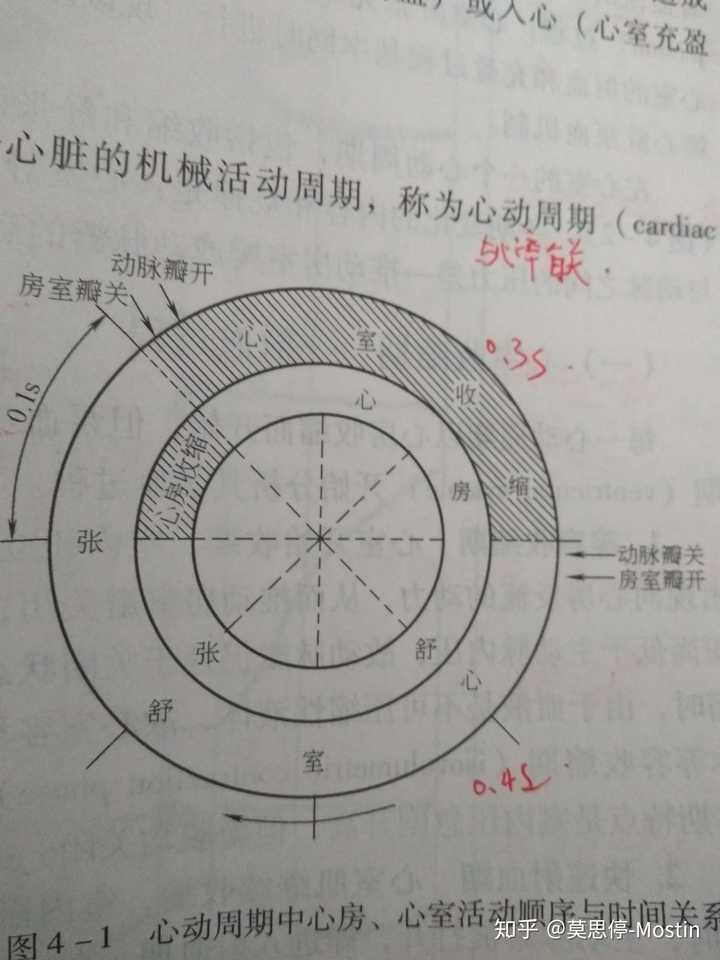 接上图的下半部分心脏各腔的血流方向继续说明.