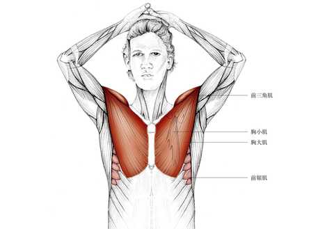 拉到的肌群·主要肌群:胸大肌,胸小肌,前三角肌.