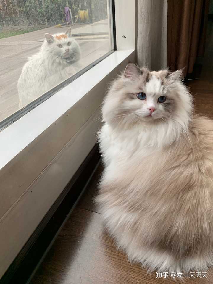 你们的布偶猫都是多少钱买的?