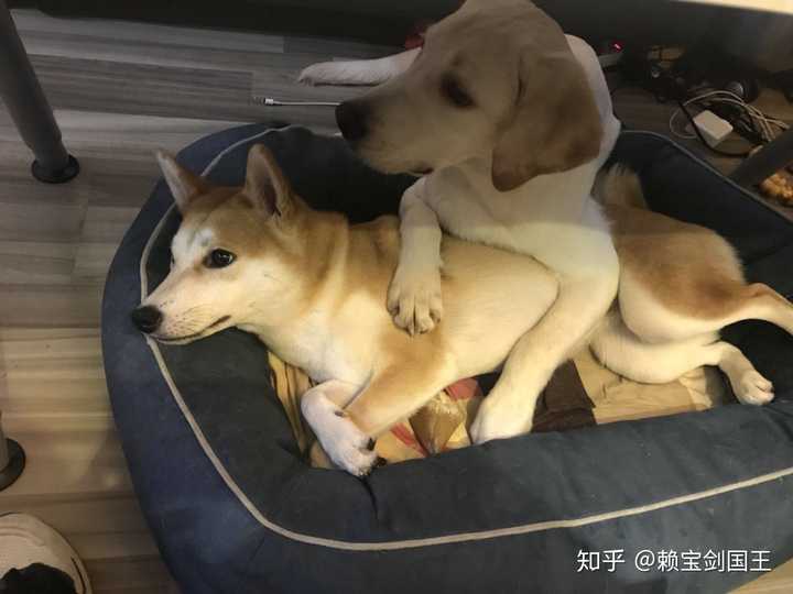 柴犬和拉布拉多一起养怎么样?