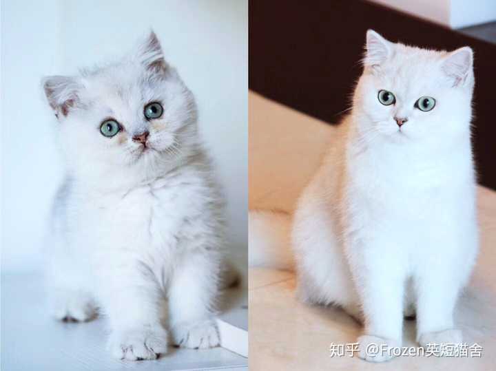 白英短和金渐层生什么小猫?