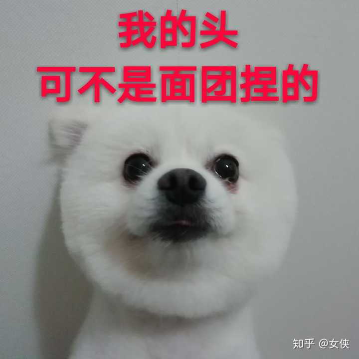 听见撕零食袋子声音的表情 戴上嘴套就不会动了,作为一只成熟的博美