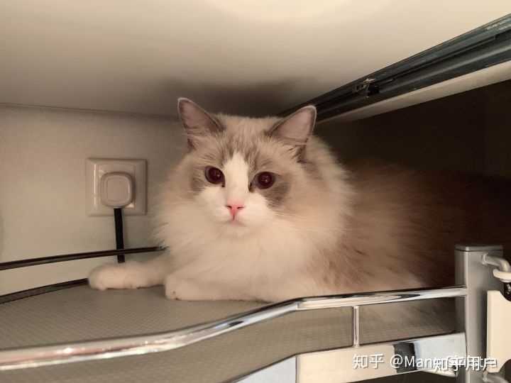 有靠谱一点的猫舍吗,想买布偶猫?