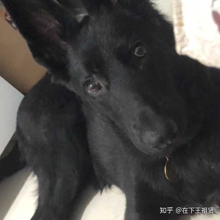 德牧和边牧养哪只比较好?