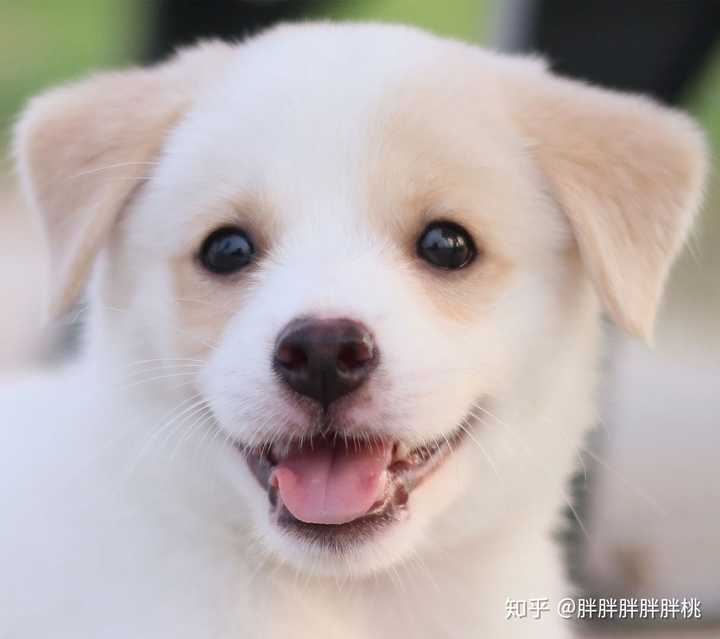 中华田园犬的颜值可以多高?