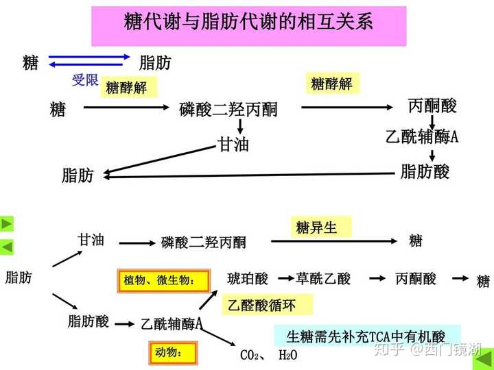 脂肪能不能分解出肌肉合成时所需热量?