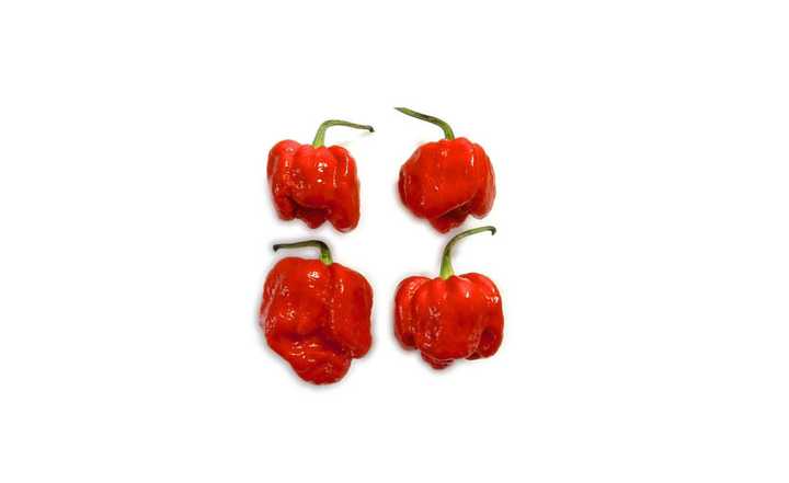 特立尼达莫鲁加蝎子椒(trinidad moruga scorpion),辣度:2,009,231