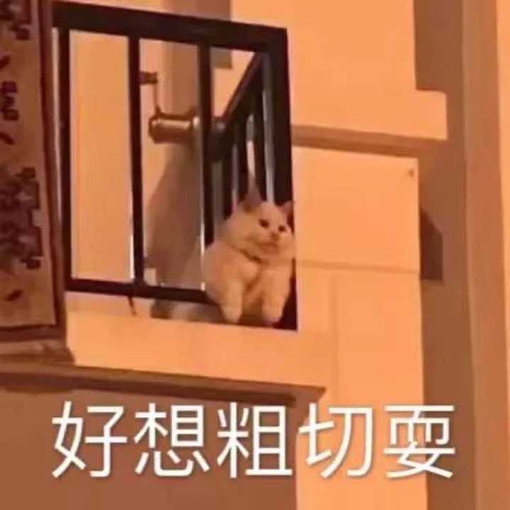 手机里有哪些搞笑 欠揍 可爱的表情包 ?