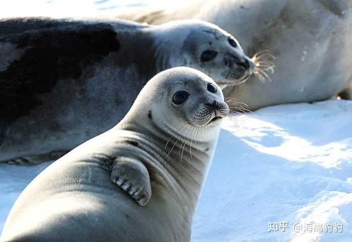 其实竖琴海豹 并没有褪毛,只是长大以后毛色变黑了,比起小时候更短更