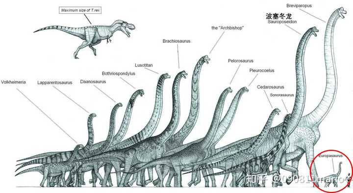 欧罗巴龙和其它腕龙科恐龙的对比图(有研究波塞冬龙可能不属于腕龙科)