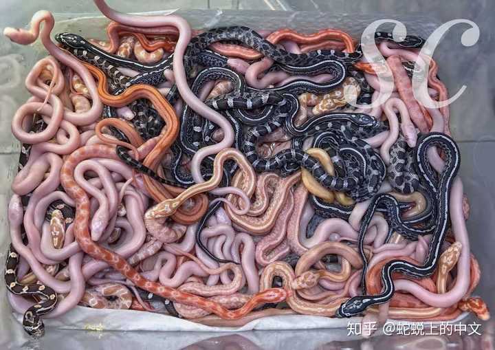 玉米蛇很多变异品种,图来自我朋友-碎瓷/见水印