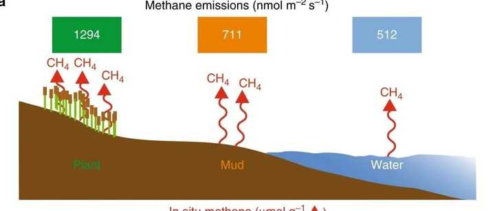学术无界 的想法 前沿佳文·土壤含氧层甲烷生成是湿地甲烷排放的