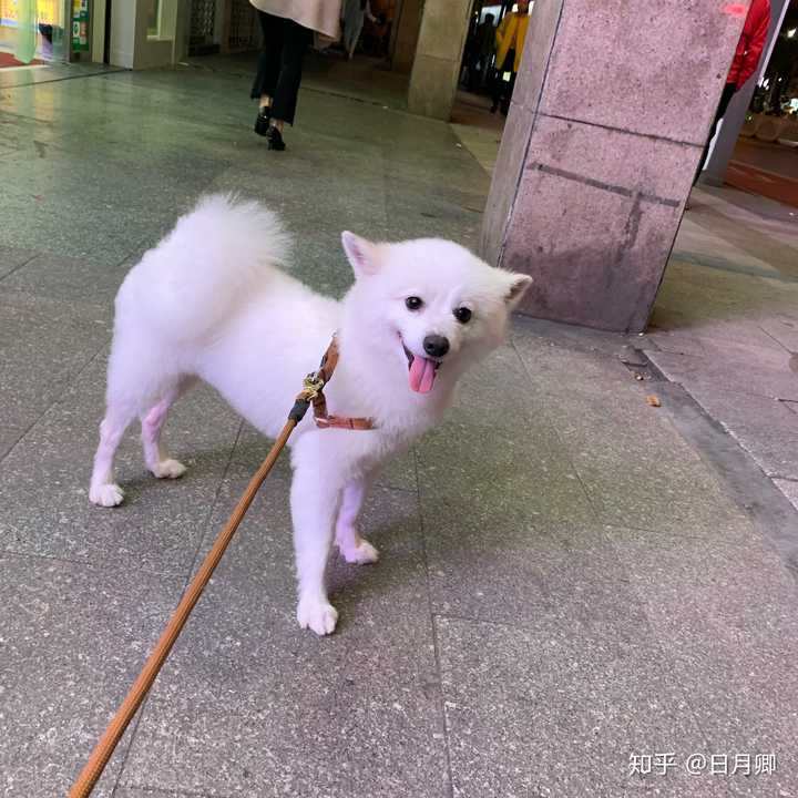 养银狐犬是什么样的体验?