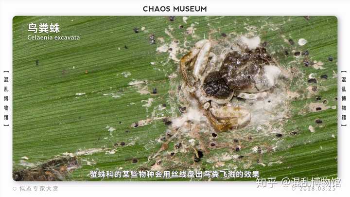 蜘蛛由于身材限制,往往更青睐鸟粪,蟹蛛科的某些物种会用丝线盘出鸟粪