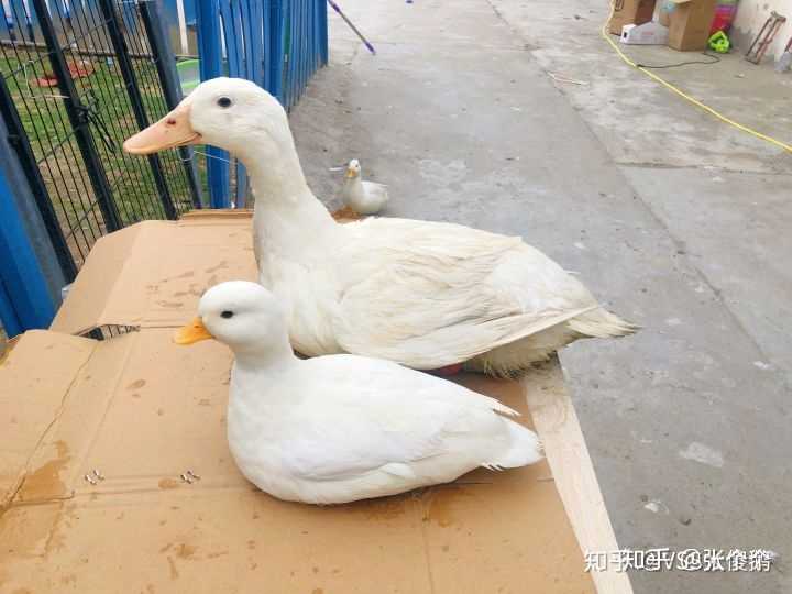 如何看待王珞丹朋友的宠物柯尔鸭被盗走并吃掉如何区分宠物鸭和肉鸭