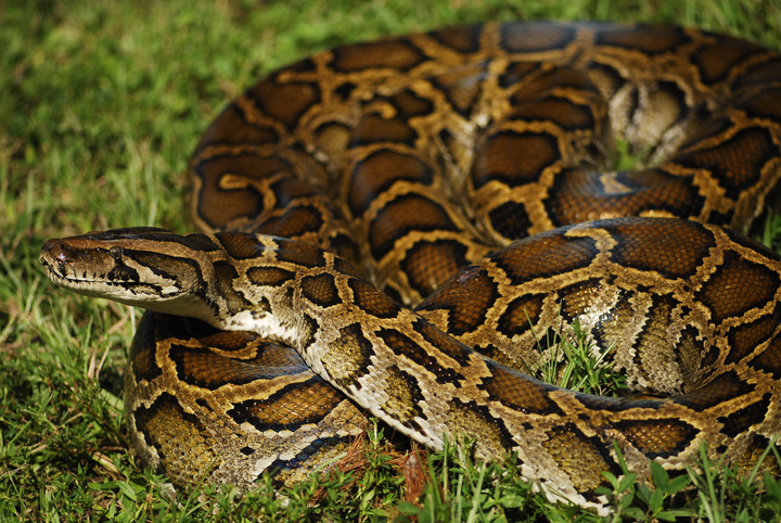 缅甸蟒python bivittatus(图片来自必应)