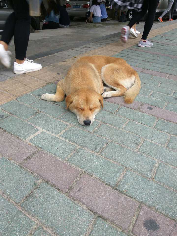 一次旅行路上,行走的人群中趴着睡觉的狗狗