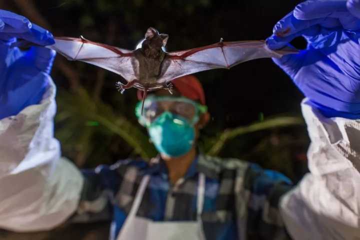 该研究表明新型冠状病毒的自然宿主最有可能是蝙蝠,它与云南菊头蝠中