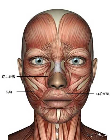 另外,唇周的表情运动,主要依赖 提上唇肌, 笑肌, 口轮匝肌这几个肌肉