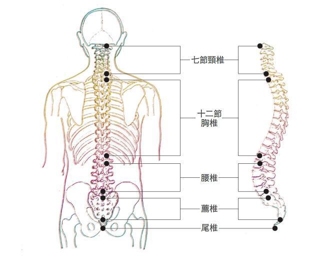 讲椎间盘突出之前我们要简单了解一下脊椎.