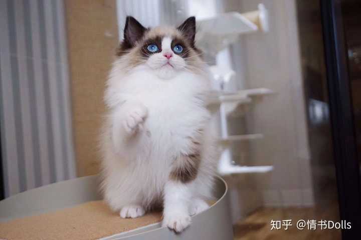 为什么布偶猫猫这么贵?