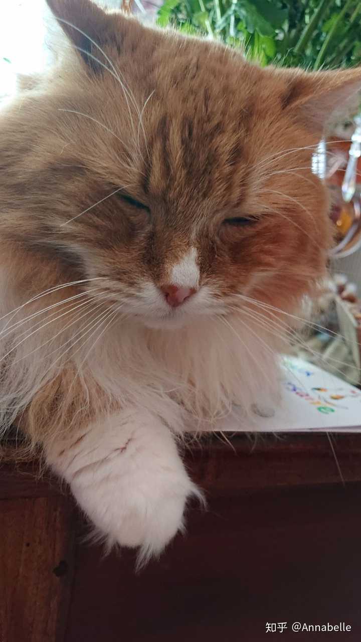 法国房东家的猫,混了些挪威森林猫血统,除了胖了点脾气臭没有别的缺点