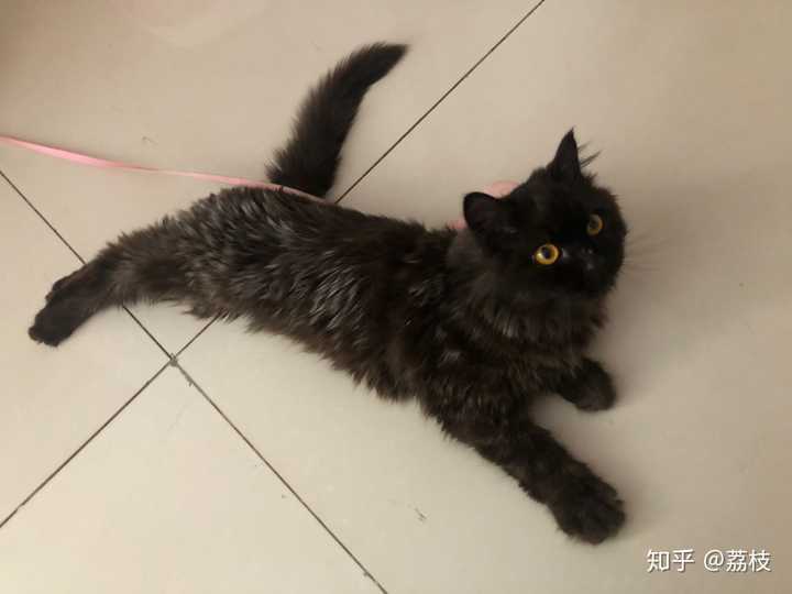 大家养的黑猫长大一点毛色会变白或者变棕吗?