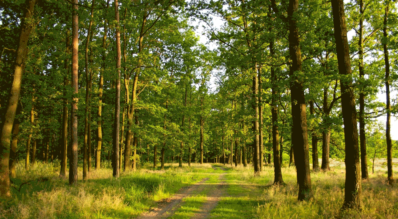 树林季节变换的大范围延时摄影是怎么拍的?