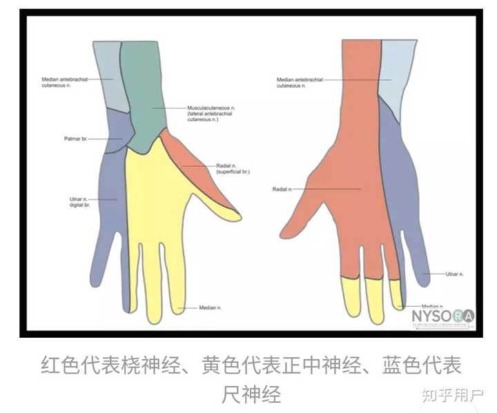 手掌及手背皮肤感觉神经支配,正中,尺,桡分布区域?
