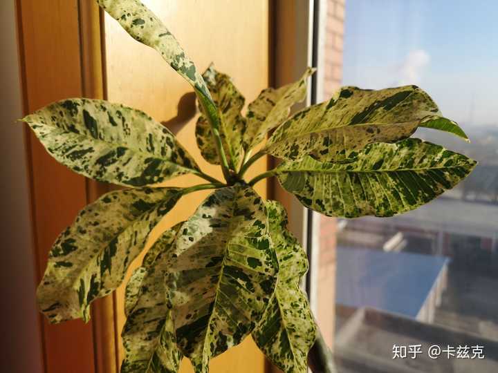 其实和上面的白色龟背竹不是同种植物,所以变异的状态不一样.