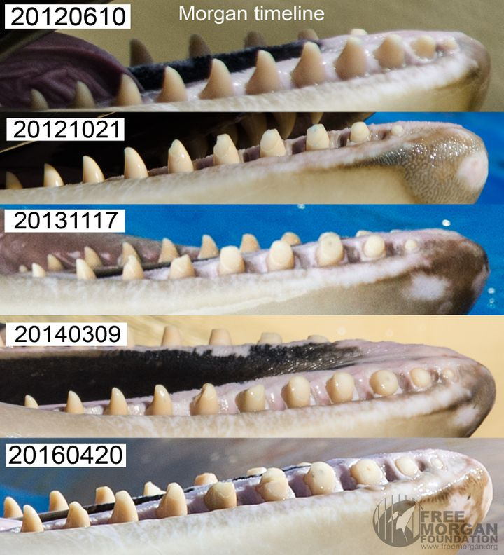 这张图展示了虎鲸在几年之内牙齿的磨损程度