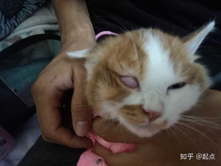 猫咪第三眼睑出来了,怎么办啊!