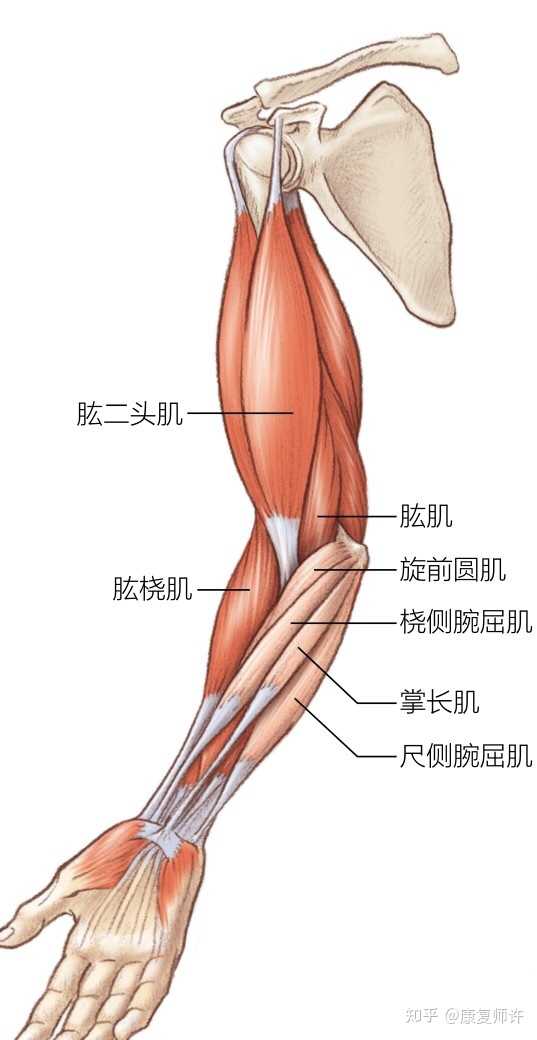 肘屈肌拉伸