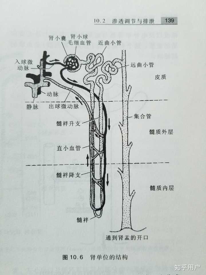 同样的部分是,有肾小体产生的原尿主要在近曲小管.