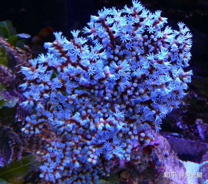 蓝海树珊瑚acalycigorgia sp. 公认难养,下缸就开始烂