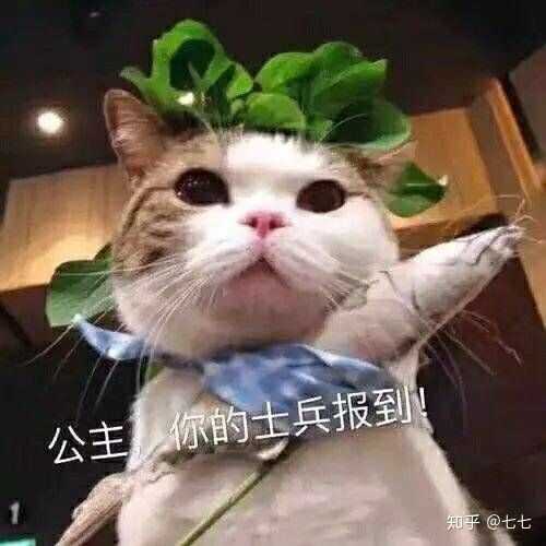 有什么撩妹的表情包?