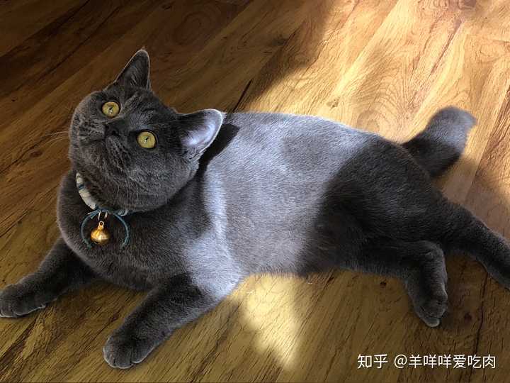 蓝猫爸爸脸很大,我家虽然是母猫但是也遗传到了一点点腮