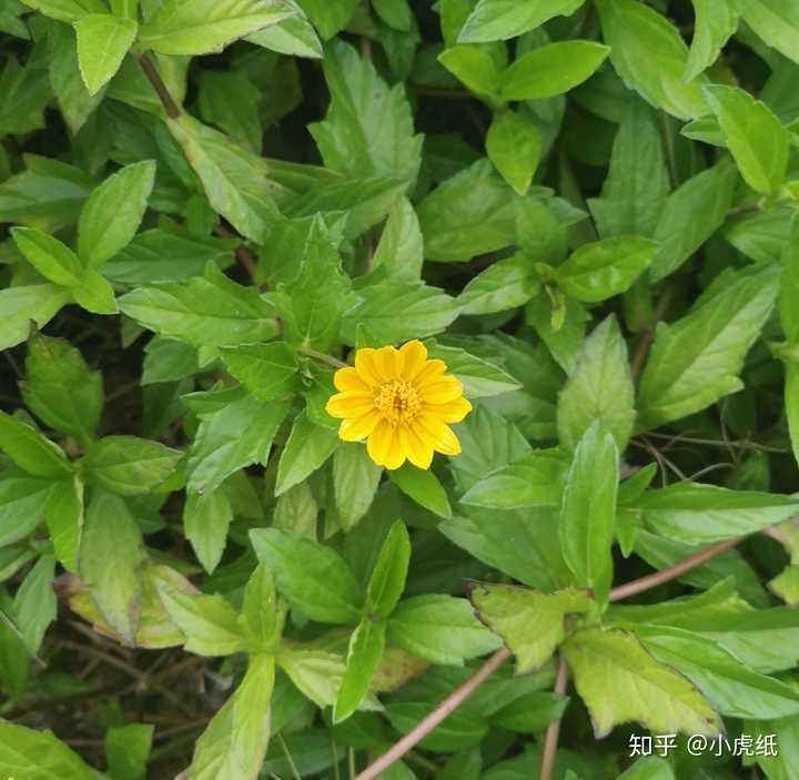 菊科植物蟛蜞菊