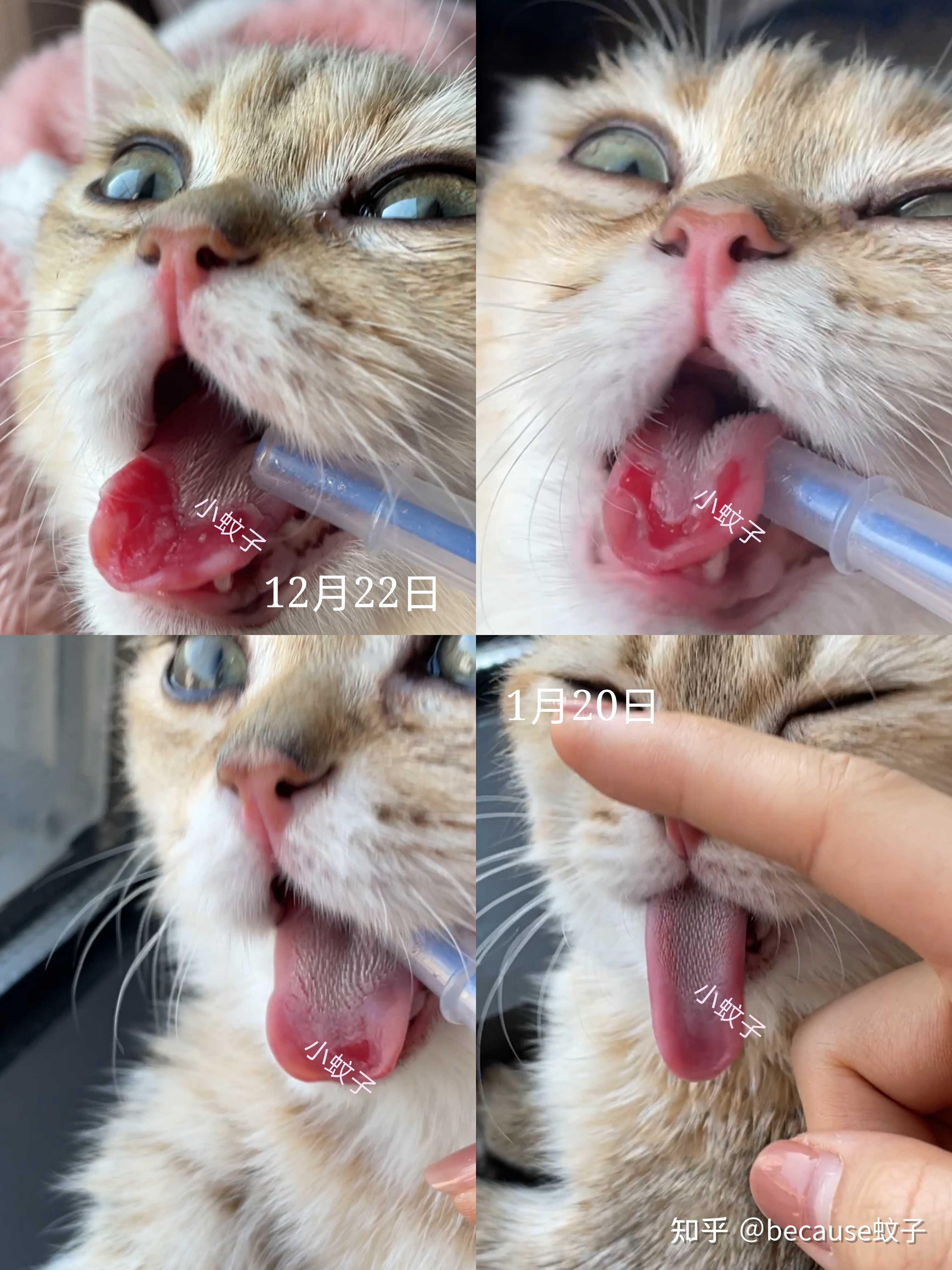 because蚊子 的想法: 北京猫咪 胖丁,确诊杯状病毒感染,舌面… - 知乎