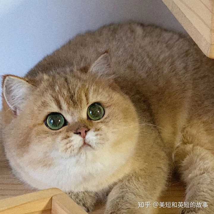 请问养一只金渐层猫是怎样的感觉?