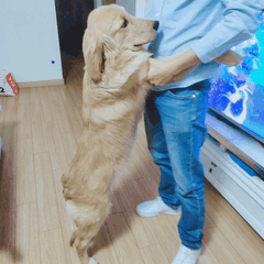 男朋友非要录表情包,它还挺配合