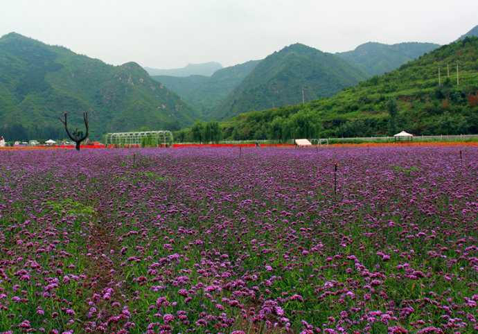 北京哪里有花海?