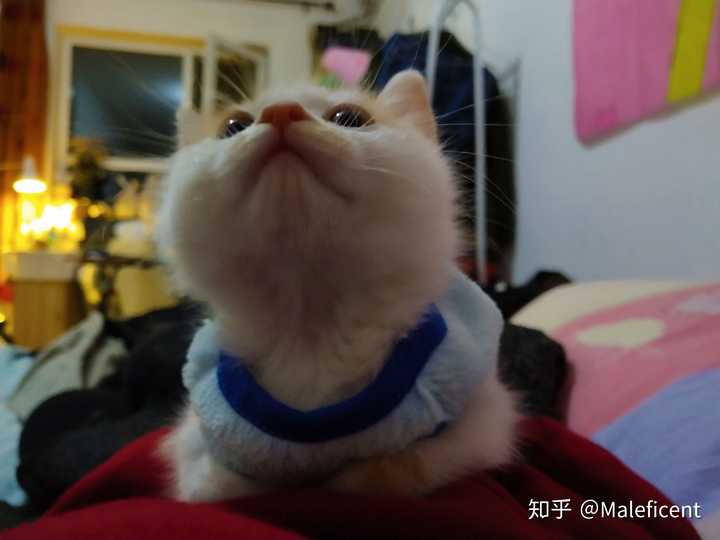 一直像精灵鼠小弟的猫(暴露年龄的比喻)