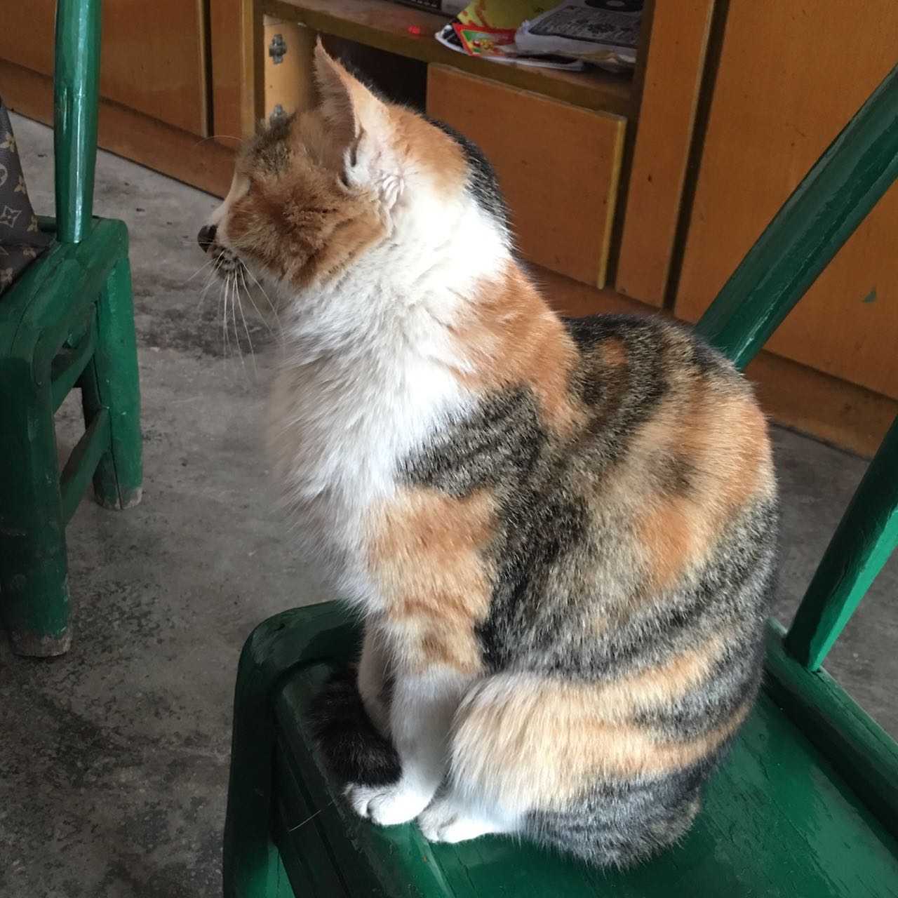 朋友拍的猫 我就觉得农村土猫比品种猫可爱多了 好歹也叫中华田园猫呀