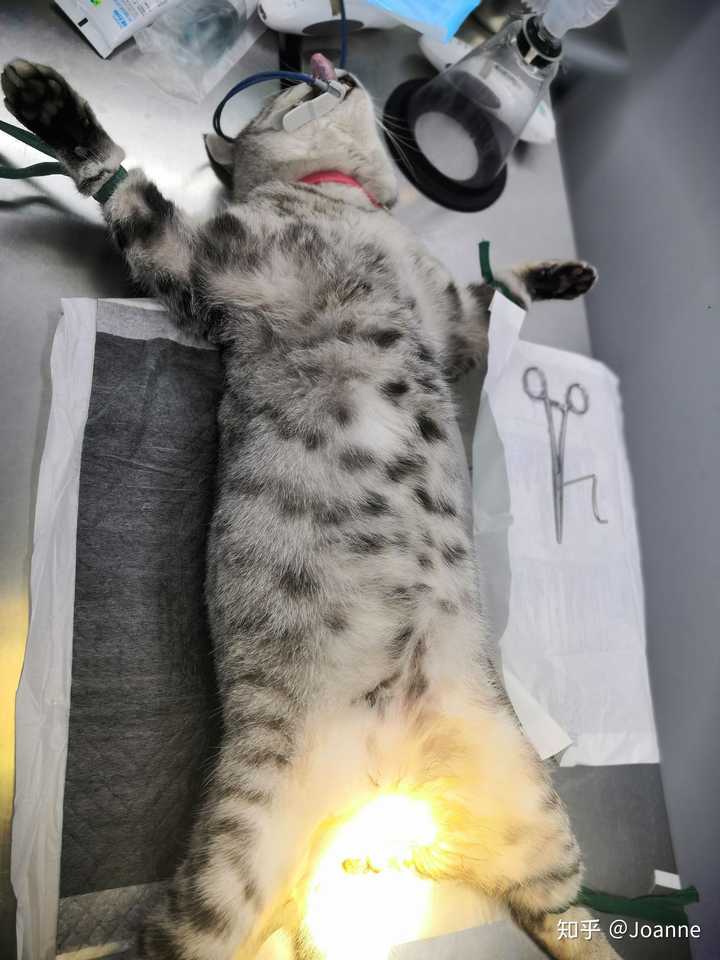 不敢送猫去阉割,怕笑出来,怎么办?