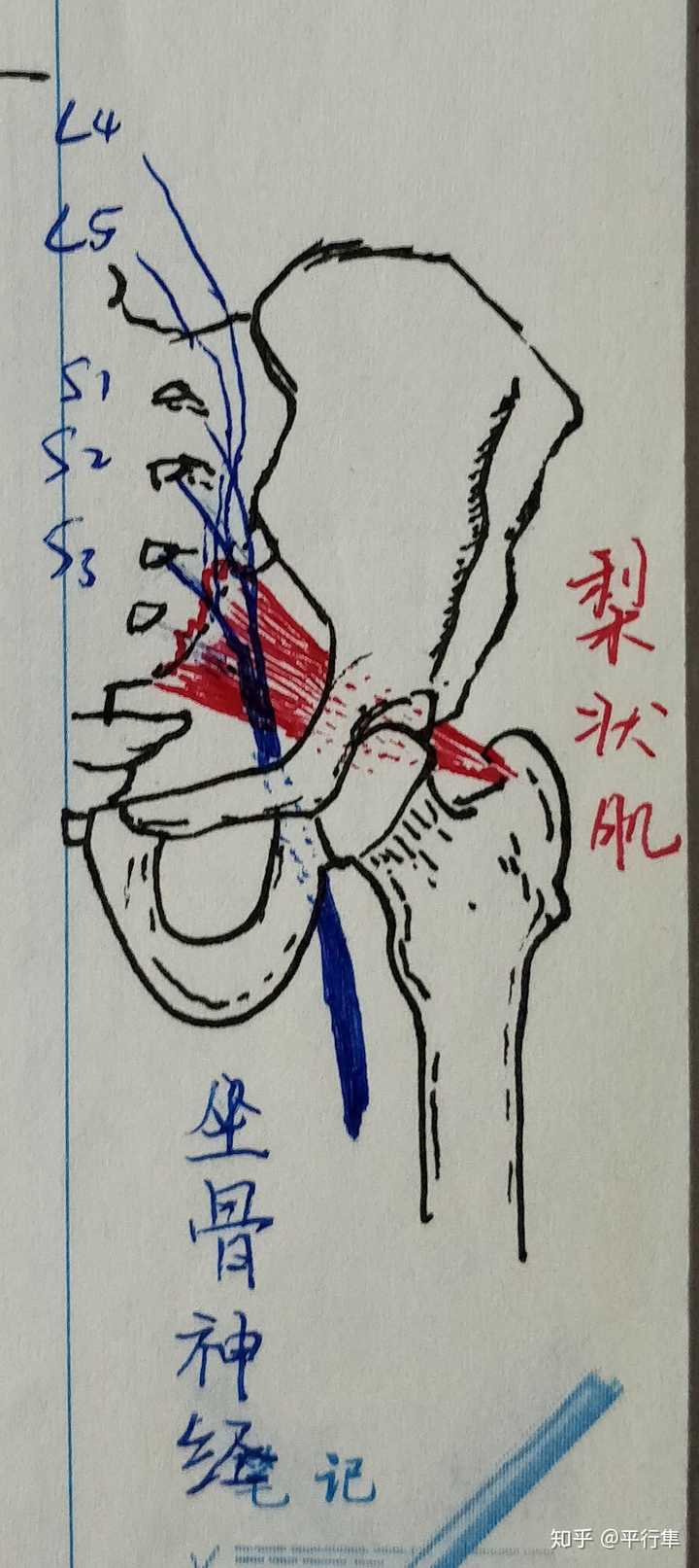 坐骨神经与梨状肌的相对位置