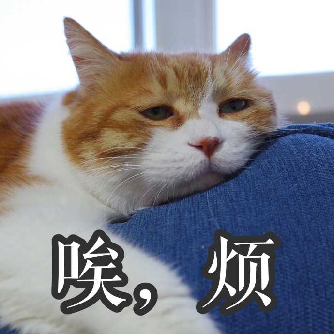 有哪些关于猫的萌图或者表情图?